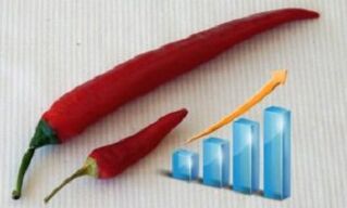 The growth of the penis